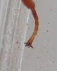 Metopiinae inconnu